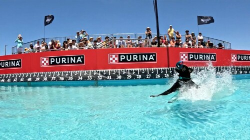 赛事转播权销售